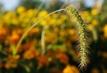 Obraz premium Beautiful ear of grass