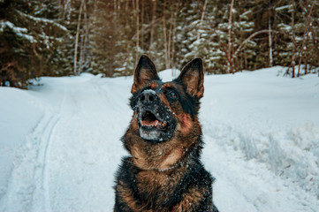 German Shepherd sitting in the middle of the forest and looking at the sky.