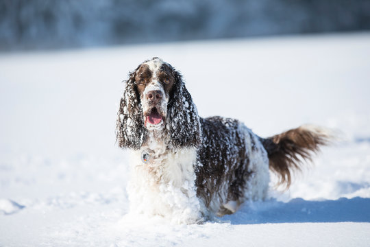 Portrait of English Springer Spaniel on snow-covered meadow