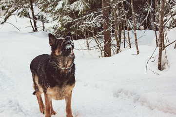 German Shepherd playing in the winter in the forest.