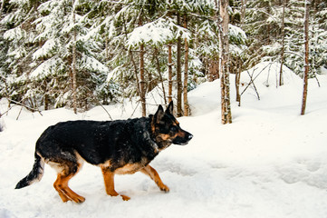 German Shepherd playing in the winter in the forest.