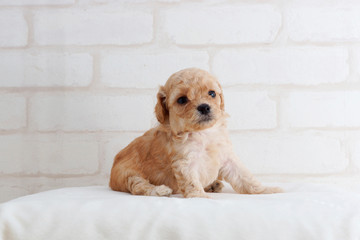 何かを見てるトイプードル子犬