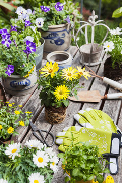 Different summer flowers and gardening tools on garden table