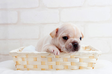 バスケットに入る可愛いフレンチブルドッグ © zbb52318