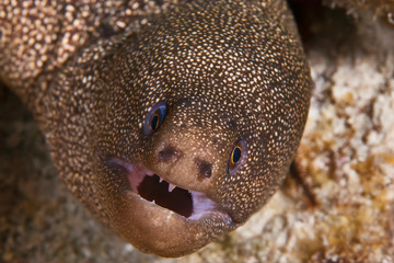 Goldentail Moray Eel (Gymnothorax miliaris), in the Reefs of the Caribbean at Bonaire	