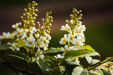 Blossoming bird cherry. Flowers bird cherry tree.