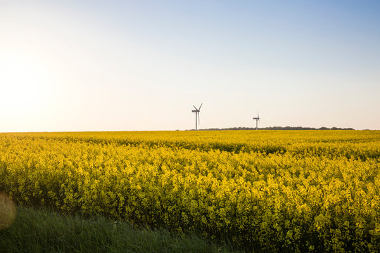 Germany, Ruegen, Cape Arkona, wind wheels at rape field