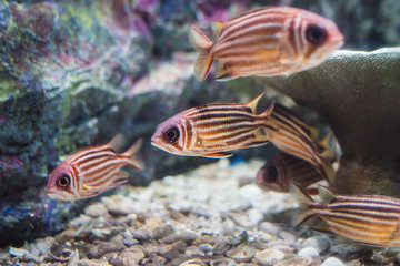 Redcoat squirrel fish