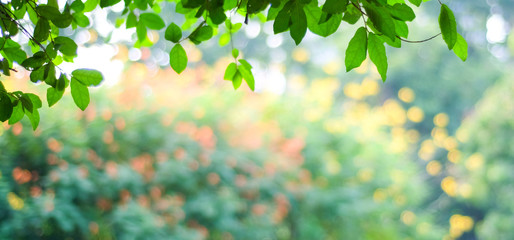 Nature background, Blur green tree park outdoor with bokeh light background, banner spring and...
