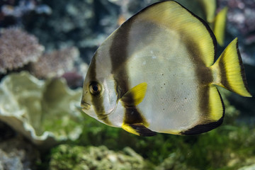 Circular batfish