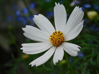 Ромшка (Chamomile)
