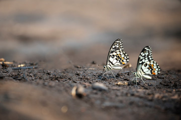 The Lime Butterfly Papilio demoleus malayanus Wallace