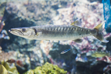 Baracuda