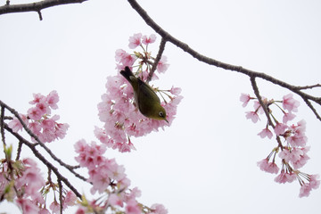 メジロと桜