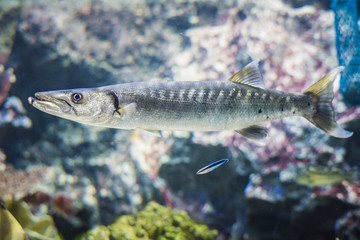 Barracuda