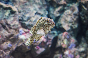 Grouper fish