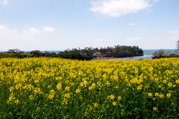 Fototapeta premium 長崎鼻の菜の花