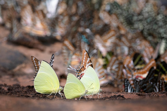 Butterfly,Catopsilia Pomona Pomona