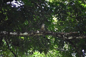 Spider Monkey sitting in a tree