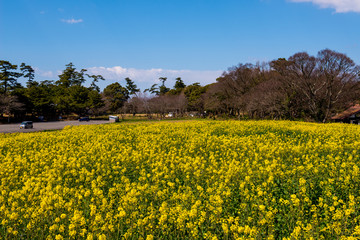 Obraz premium 長崎鼻の菜の花