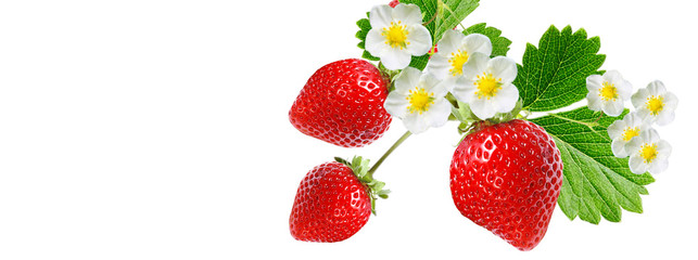 Fototapeta na wymiar garden strawberry on white background