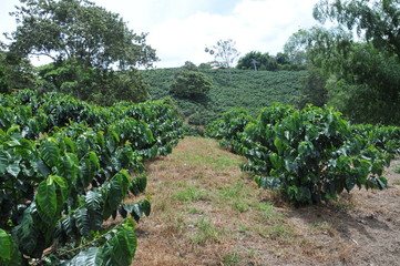 sendero con enredaderas de cafe