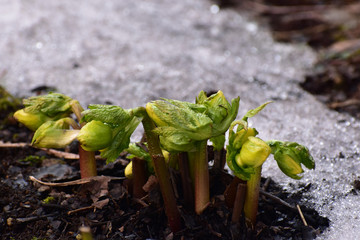 雪の中から顔をのぞかせたクリスマスローズ