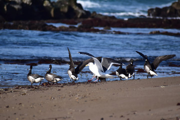 コクガンとカモメの共生