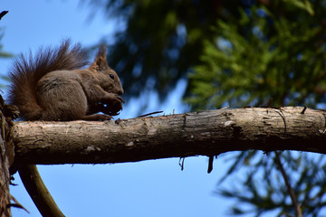 樹上で胡桃を持つエゾリス