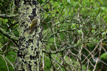 桜の古木で親を待つヤマゲラの幼鳥