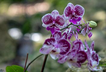 Orchid