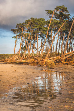 Germany, Mecklenburg-Western Pomerania, Darss, Ahrenshoop, West beach, uprooted trees