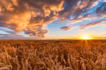 United Kingdom, East Lothian, wheat field at sunset