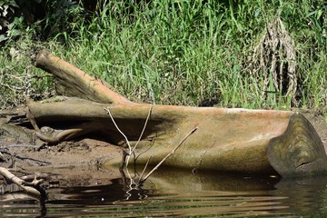 Dead tree stump in the water