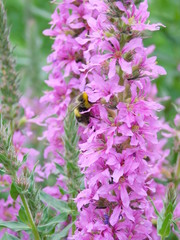 Шмель2 (Bumblebee)