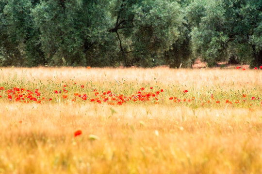 Spain, Andalucia, Fuente De Piedra, field of Barley and Poppy