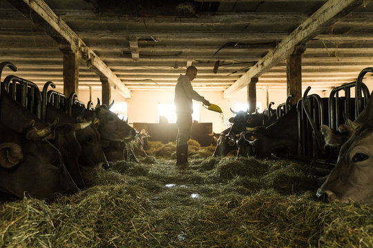 Farmer feeding his cows in traditional farm cowshed