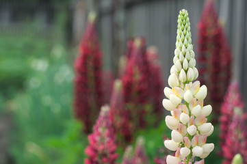 close-up white and red lupin blossom, lupine flower in the garden