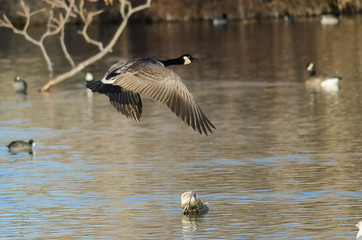 Canada Goose Flying Low Over the Autumn Wetlands