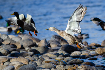 Mallard Ducks Taking to Flight from the Rocky River Shore