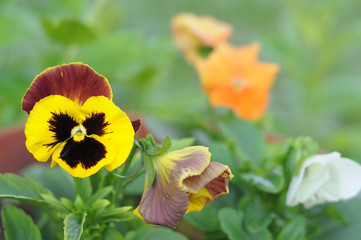 yellow pansies on green background