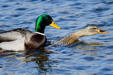Pair of Mallard Ducks Mating on the Water