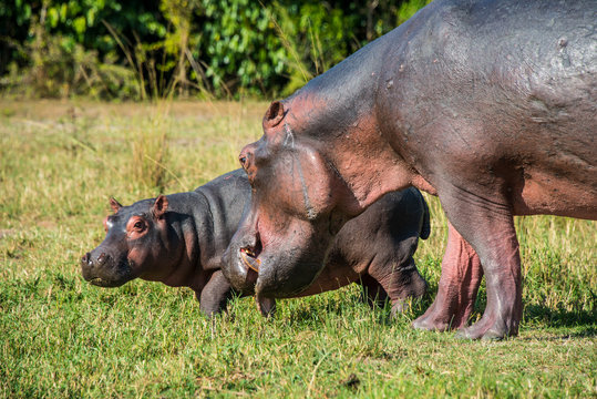 Africa, Uganda, Hippopotamus, Hippopotamus amphibius, mother with baby, Murchison Falls National Park