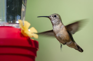Rufous Hummingbird Arriving at the Feeder for a Meal