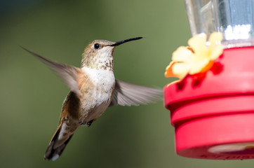 Rufous Hummingbird Arriving at the Feeder for a Meal
