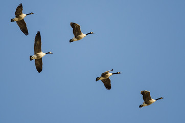 Flock of Canada Geese Flying in a Blue Sky
