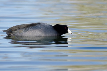 American Coot Resting on the Blue Water