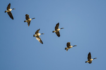 Flock of Canada Geese Flying in a Blue Sky