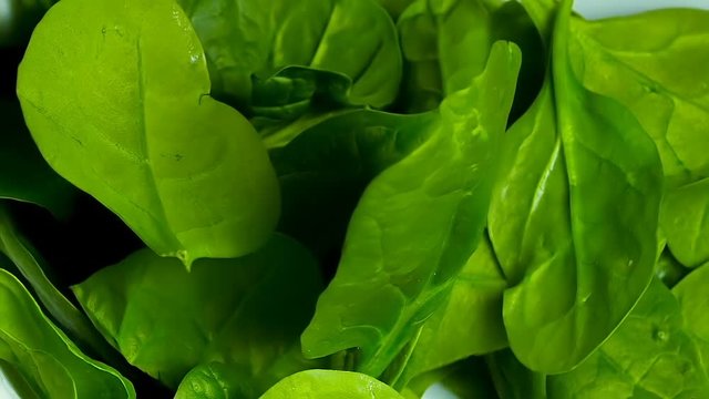 Spinach Leaves Falling Slow Motion 1500fps