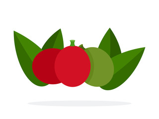Coffee berries and leaves vector flat isolated